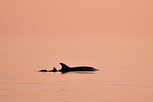 delfin en las aguas de cabrera al atardecer